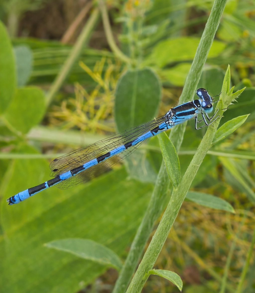 Libellule sur une tige